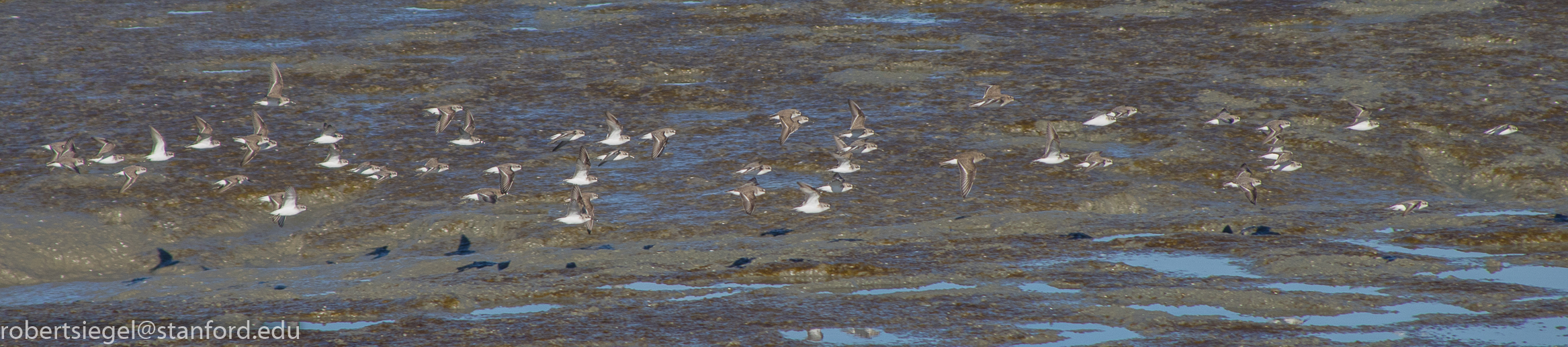 baylands